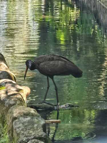 Limpkin