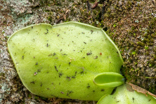 Pinguicula macrophylla