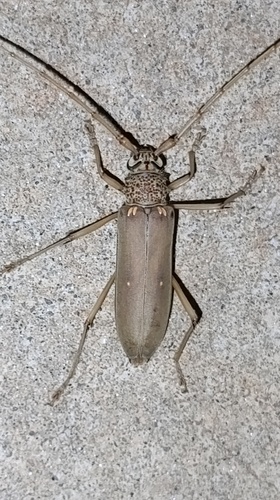 Susuacanga octoguttata