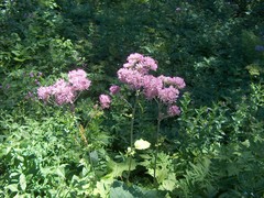 Adenostyles alliariae