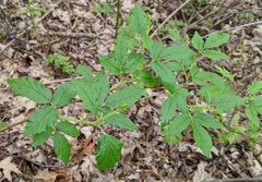 Rubus allegheniensis