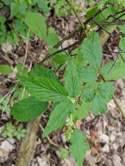 Rubus allegheniensis