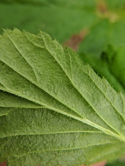 Rubus allegheniensis