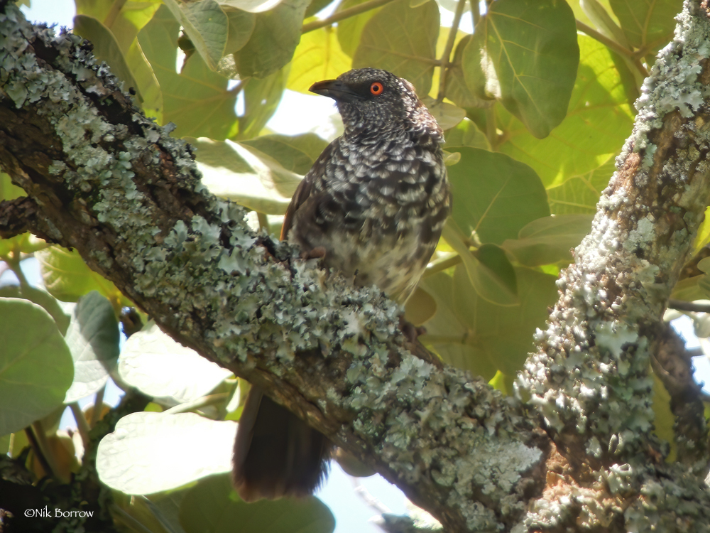 Hinde's Babbler