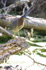 Butorides virescens image