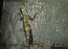 Draco quinquefasciatus