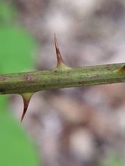 Rubus allegheniensis