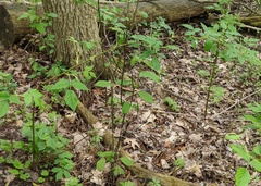 Rubus allegheniensis