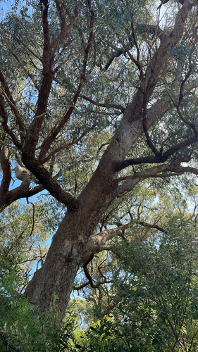 Eucalyptus gomphocephala observed 2026-10-01