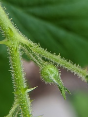 Rubus allegheniensis