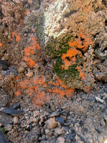 Pyronema omphalodes, 2026-10-07