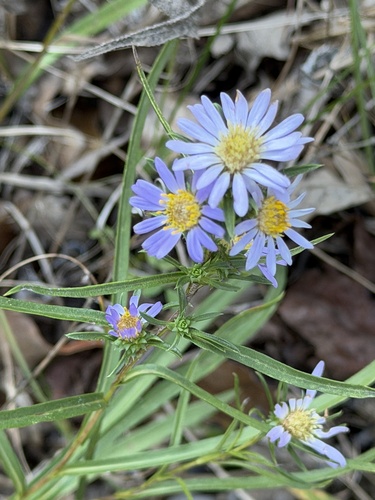 Grass-leaved prairie aster