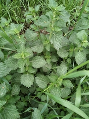 Marrubieae