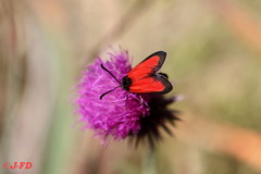 Zygaena rubicundus