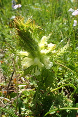 Pedicularis foliosa