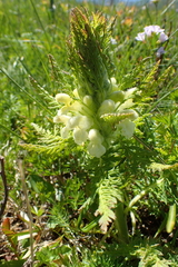 Pedicularis foliosa
