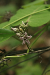 Cynanchum rostellatum
