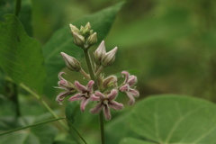 Cynanchum rostellatum
