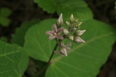 Cynanchum rostellatum