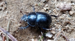Anoplotrupes