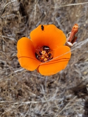 Calochortus kennedyi