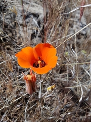 Calochortus kennedyi