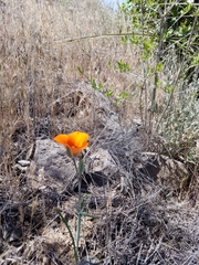 Calochortus kennedyi