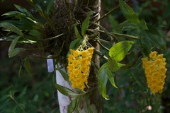 Dendrobium densiflorum