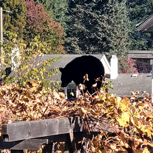 Black Bear sighting near Greater Vancouver