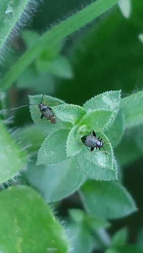 Garden Fleahopper