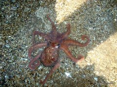 Octopus tehuelchus image