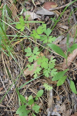 Corydalis capnoides