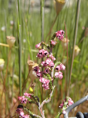 Erica lucida