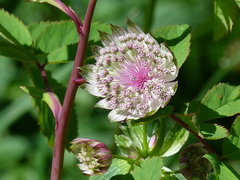 Astrantia major
