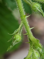 Rubus allegheniensis