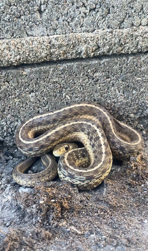 Common Garter Snake