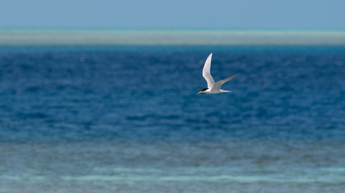 iNaturalist image
