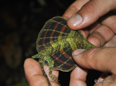 Draco quinquefasciatus