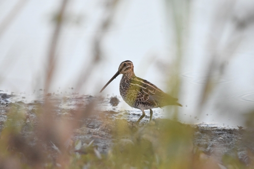 Agachadiza de Wilson (Gallinago delicata)