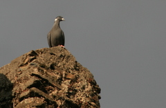Columba albitorques