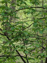 Cornus alternifolia