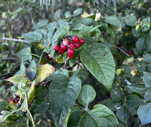 bittersweet nightshade