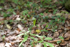 Arisaema jacquemontii