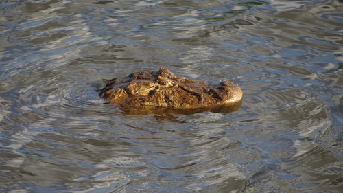 Broad-snouted Caiman