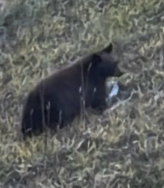 Black Bear sighting near Improvement District No. 9 Banff