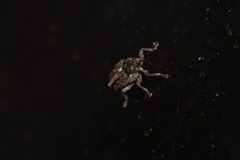 Ceutorhynchus picitarsis