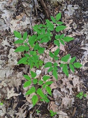 Actaea pachypoda
