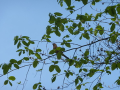 Fringilla coelebs