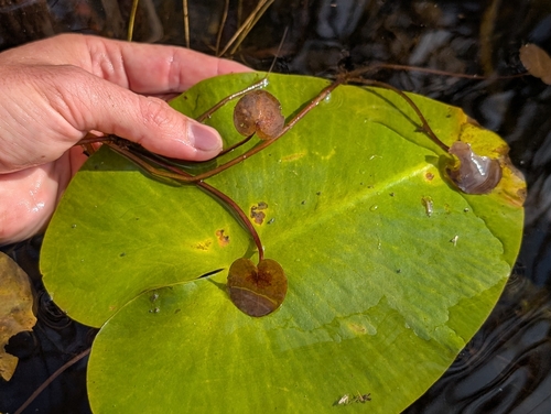Hydrocharis morsus-ranae, 2026-10-07