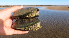 Emys orbicularis persica